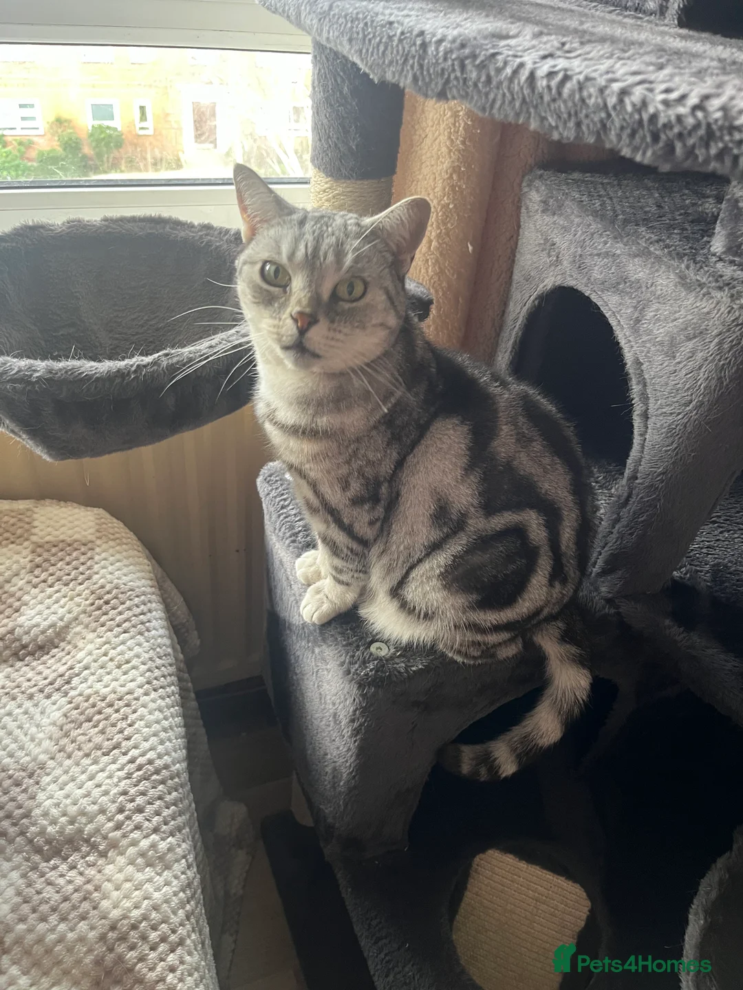 British Shorthair cats for sale: 3 British short hair cats  - Advert 7