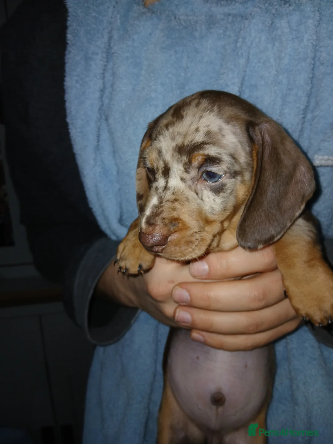Miniature Dachshund dogs for sale: Miniture Dashund puppies - Advert 4