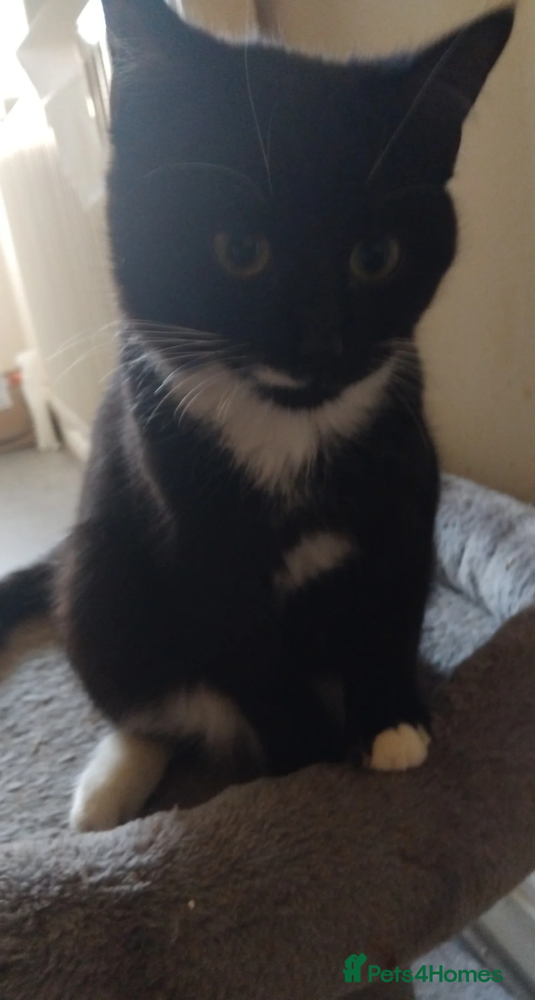 Mixed Breed cats for sale: Kittens for sale - Advert 17