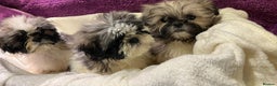 Shih Tzu dogs for sale: Shih Tzu puppy's - Advert 13