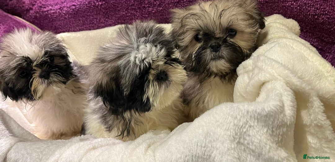 Shih Tzu dogs for sale: Shih Tzu puppy's - Advert 13