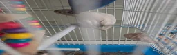 Mixed Breed birds for sale: Kakariki/ love birds  - Advert 8
