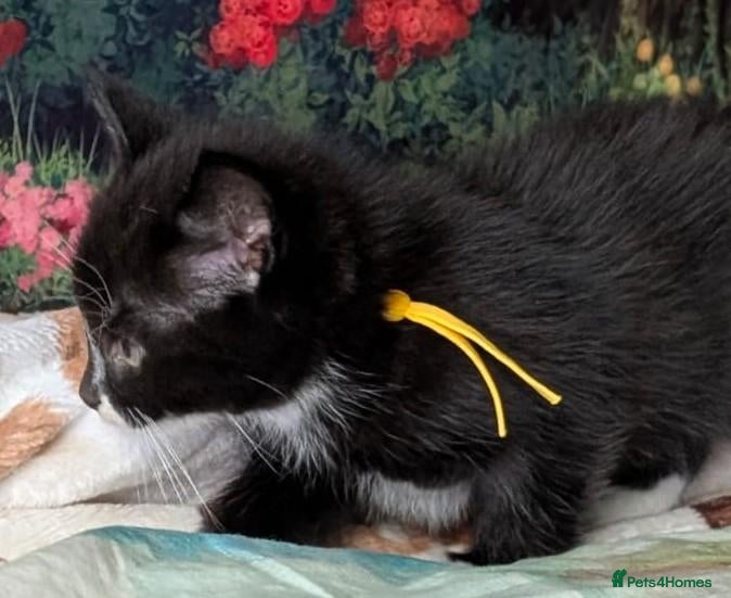 Domestic Shorthair cats Domestic Shorthair Kittens only 2 left - Advert 2