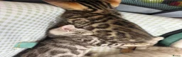 Bengal cats for sale: BEAUTIFUL BABY BENGALS FOR SALE  - Advert 37