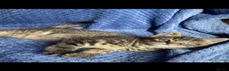Mixed Breed cats for sale: Mainecoon kittys  - Advert 10