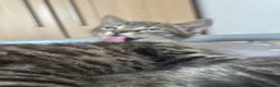 Mixed Breed cats for sale: Stunning Kittens looking for their forever homes - Advert 16