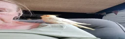 Cockatiels birds for sale: Hand reared baby cockatiel s  - Advert 4