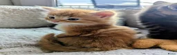 Mixed Breed cats for sale: Gorgeous Tabby Kittens for sale Ready June 17 - Advert 39