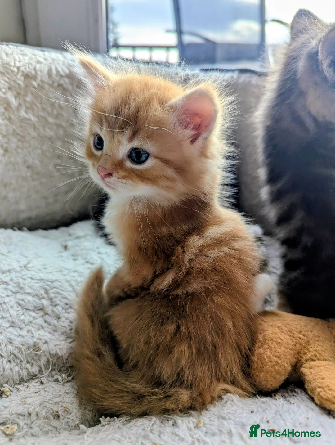 Mixed Breed cats for sale: Gorgeous Tabby Kittens for sale Ready June 17 - Advert 39