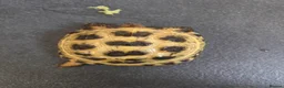 Tortoise reptiles for sale: Horsefield tortoise complete with home in Peterborough - Advert 3