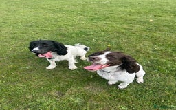 Sprocker dogs for sale: Sprocker puppies  - Image 13