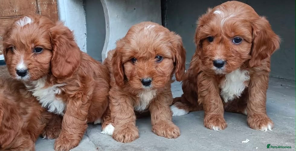Cavapoo dogs Adorable Cavapoo Puppies Looking for Forever Homes - Advert 12
