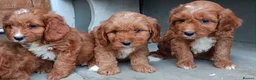 Cavapoo dogs for sale: Adorable Cavapoo Puppies Looking for Forever Homes - Advert 1