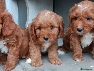 Cavapoo dogs Adorable Cavapoo Puppies Looking for Forever Homes - Advert 9