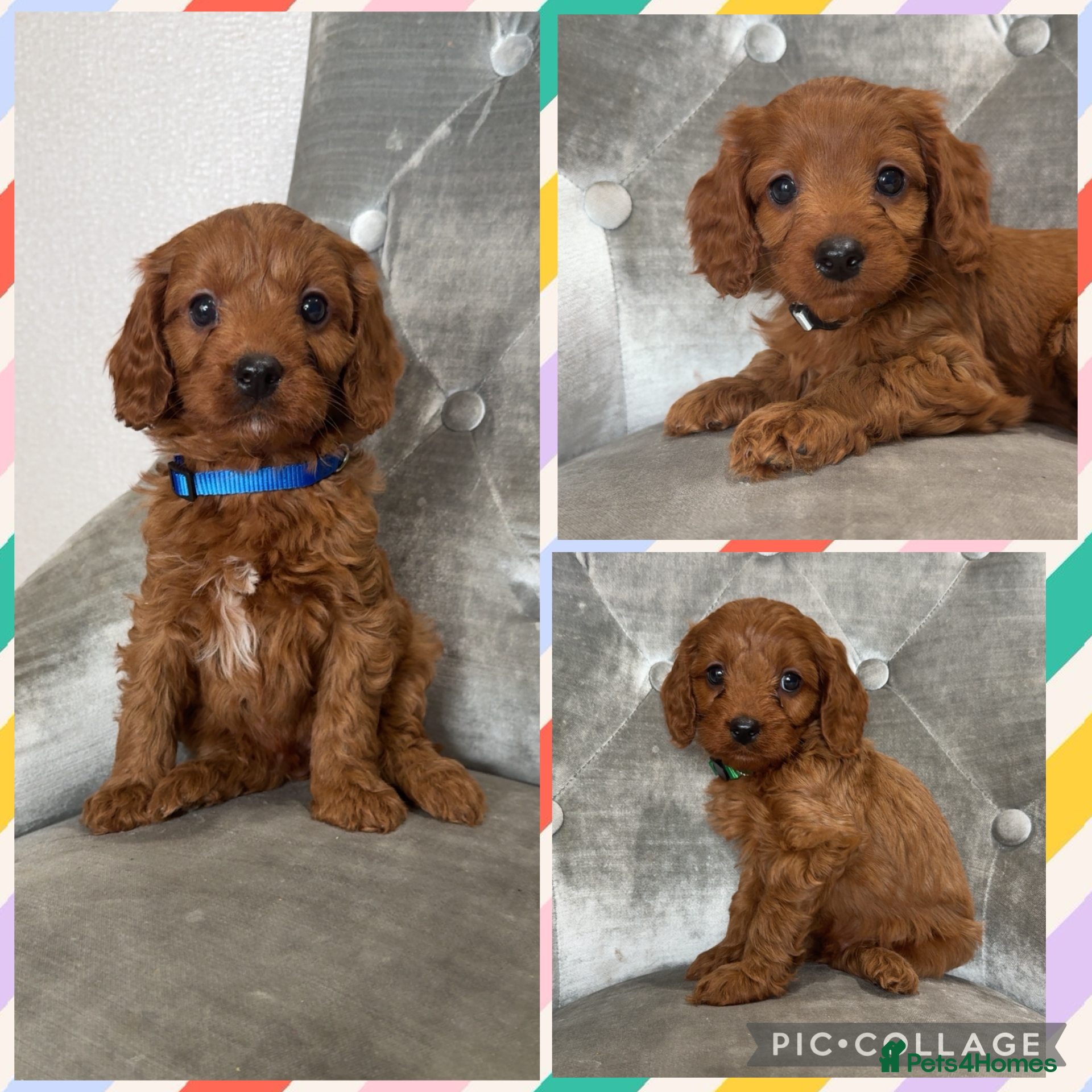 Cavapoo dogs Ready 24th December F1 Cavapoos Health clear  - Advert 1