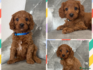 Cavapoo dogs Ready 24th December F1 Cavapoos Health clear - Advert 1