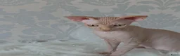 Sphynx cats for sale: 2 Stunning Sphynx Boys – Ready Now 💙 - Advert 36