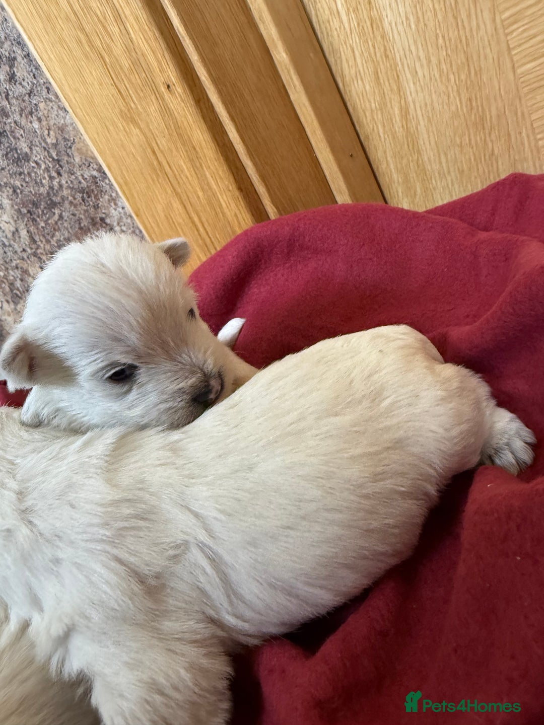 Mixed Breed dogs for sale: F1 Westipoo Puppies  - Image 4