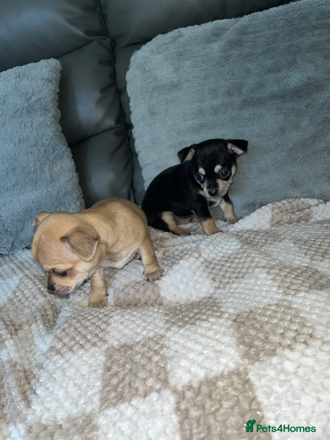 Chihuahua dogs for sale: Chihuahua puppies  - Advert 12