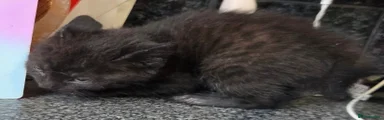 Chocolate brown/black ghost striped long hairedMale 