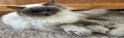 Ragdoll cats for sale: Ragdoll kittens  - Advert 11
