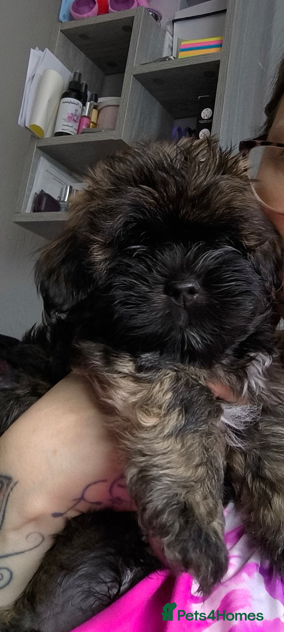 Lhasa Apso dogs for sale: Lhasa apso puppy last beautiful boy left 🩵 - Image 17