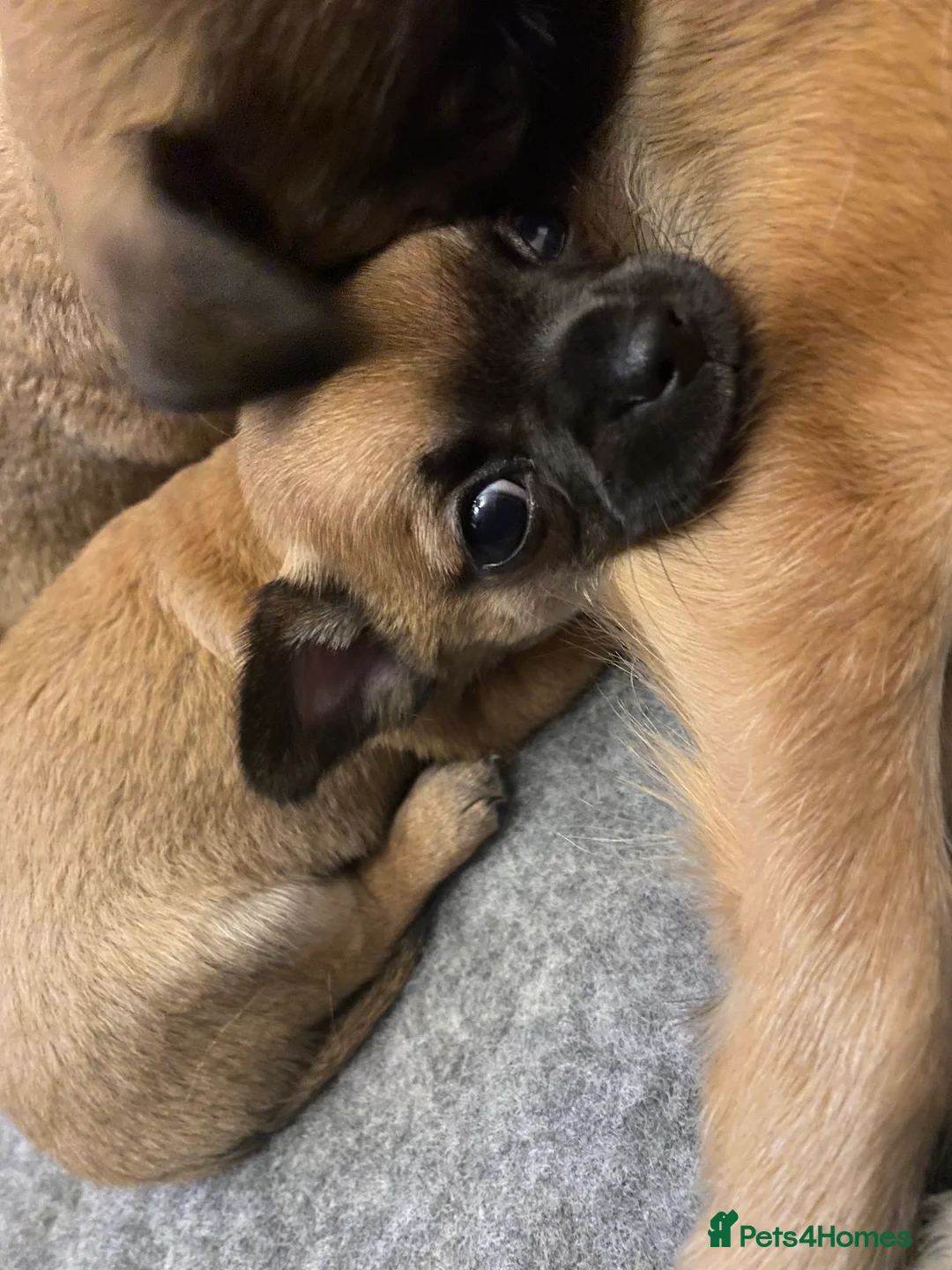 Chihuahua dogs for sale: Boy chihuahua smooth coat  - Advert 14