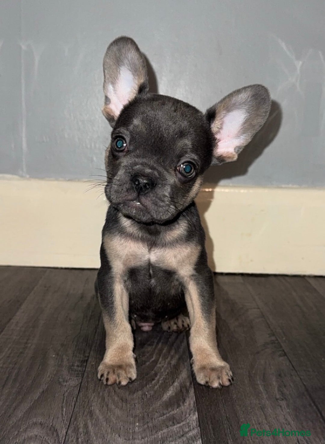French Bulldog dogs for sale: REDUCED! French Bulldog puppies - Advert 4