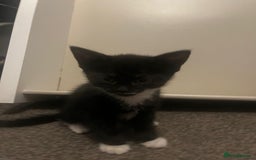 British Shorthair cats for sale: Adorable Kittens - Image 16