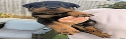 Rottweiler dogs for sale: Visionary Choice for a Loyal Rottweilers Companion in Halifax - Advert 5