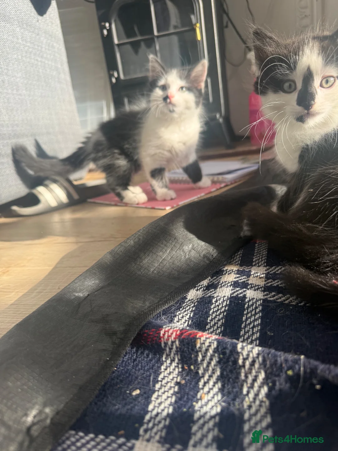 Domestic Shorthair cats for sale: 4 Domestic Shorthair Kittens   - Advert 11