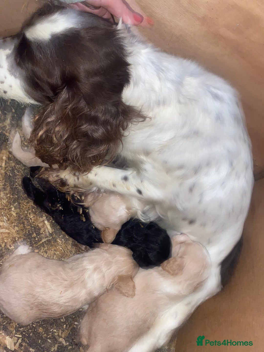 Cockapoo dogs for sale: Cockerpoo for sale  - Advert 3