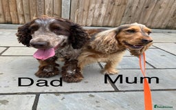 Cocker Spaniel dogs for sale: Kc show extensive health tests beautiful colours - Image 12