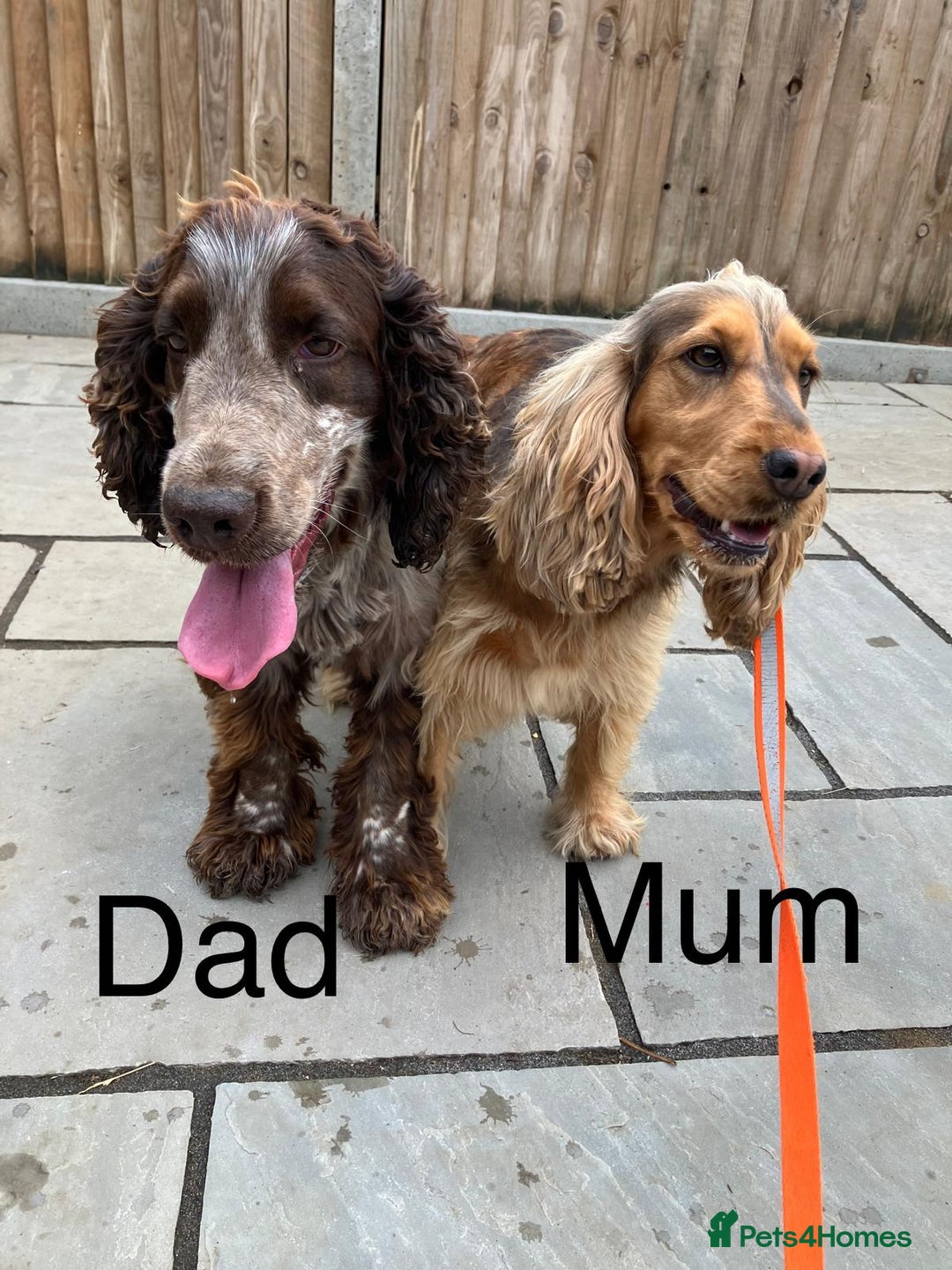 Cocker Spaniel dogs for sale: Kc show extensive health tests beautiful colours - Image 12