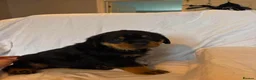 Rottweiler dogs for sale: 4 Beautiful Male Rottweiler Puppies  - Advert 3
