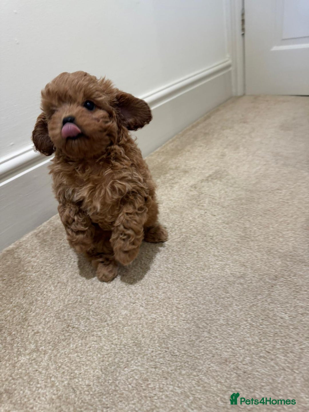 Toy Poodle dogs for stud: Quinn Red & white Toy Poodle for Stud ONLY. in Northampton - Advert 31