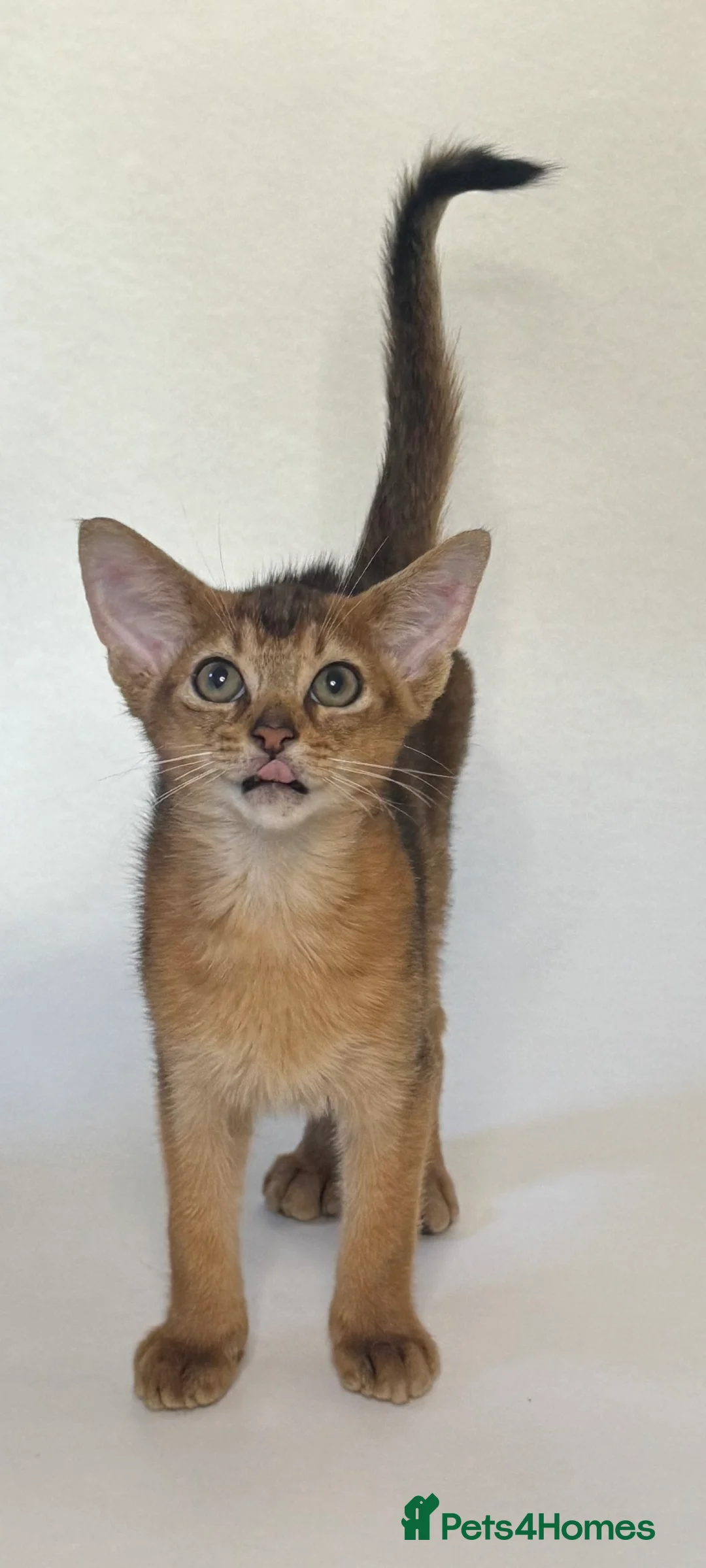 Abyssinian cats for sale: Abyssinian Kitten Boy and girl Tica Show Quality  - Advert 6