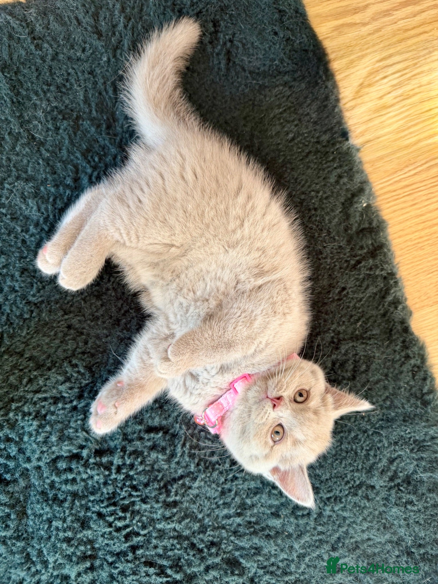 British Shorthair cats Baby Kittens British Shorthair - Advert 10