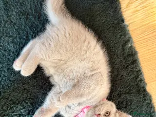 British Shorthair cats Baby Kittens British Shorthair - Advert 5