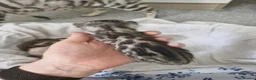 Bengal cats for sale: TICA Genetic Health Tested Snow Silver Kittens - Advert 9