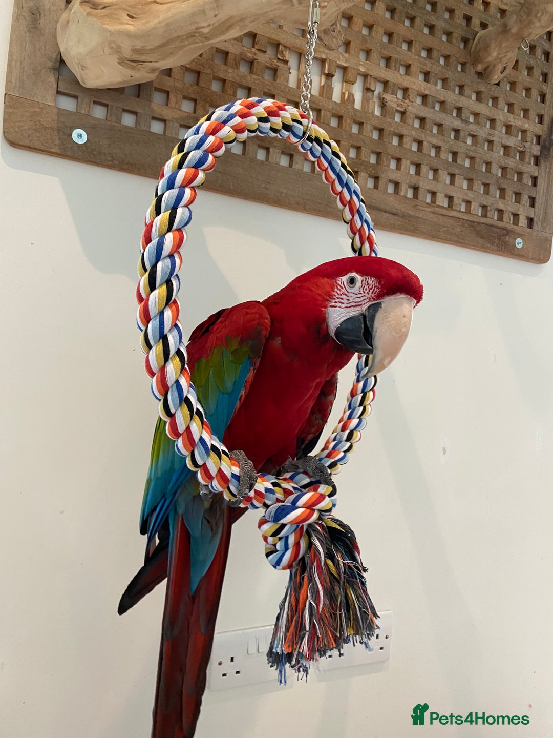 Macaws birds for sale: Greenwing Macaw - Gentle Giant, Very Talkative! - Image 6