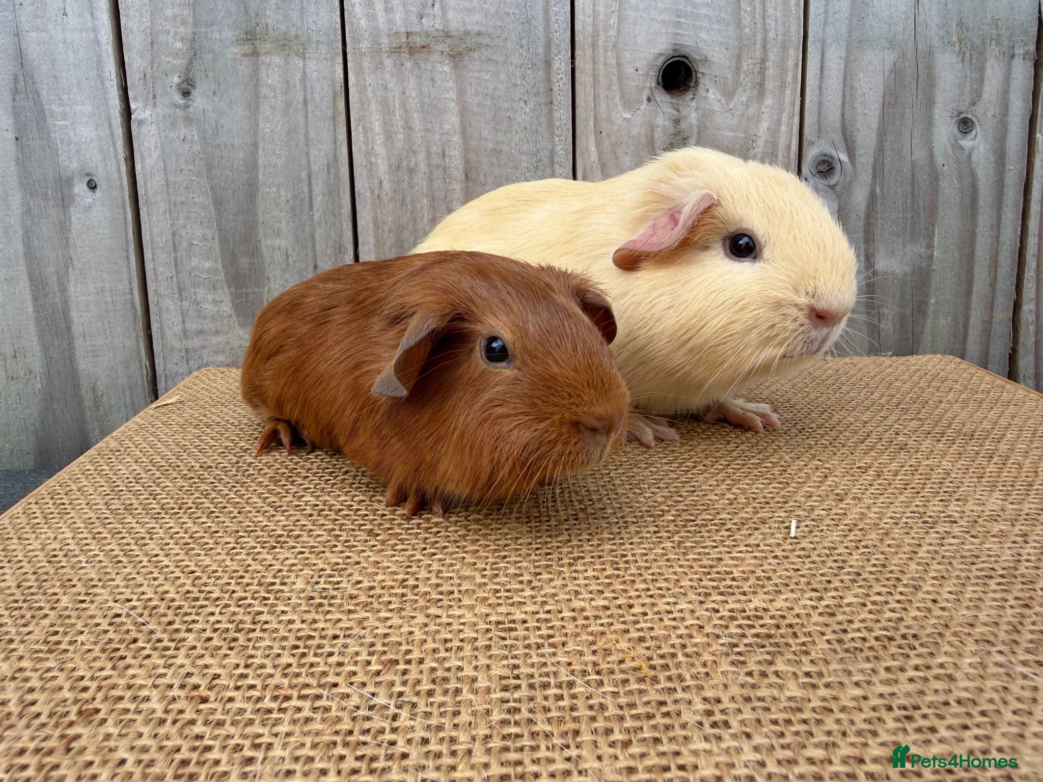 Guinea Pig rodents Stunning baby guinea pigs  - Advert 1