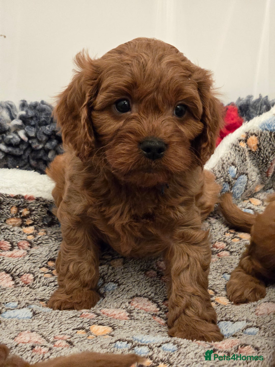 Cavapoo dogs for sale: Gorgeous Red Cavapoo Puppies - Advert 9