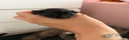 Mixed Breed cats for sale: Black and white kittens  - Advert 13