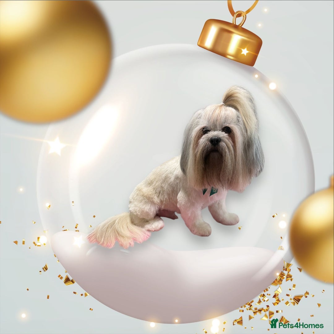 Lhasa Apso dogs for stud: Proven lhasa apso boy for stud in Walsall - Image 2