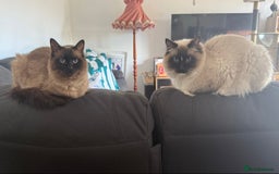 Ragdoll cats for sale: Ragdoll kittens cats - Image 9