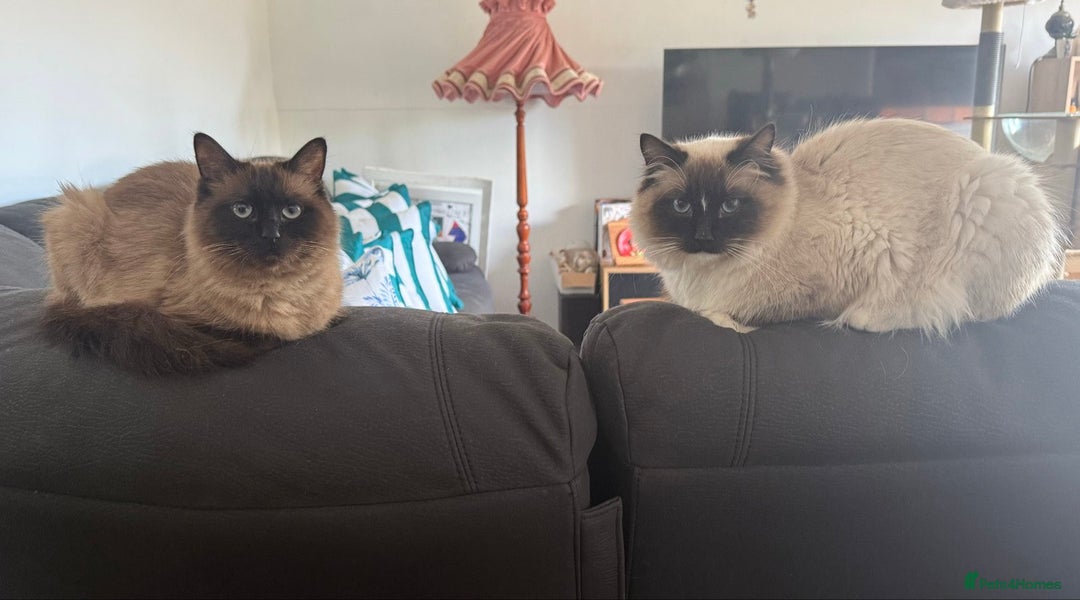Ragdoll cats for sale: Ragdoll kittens cats - Image 9