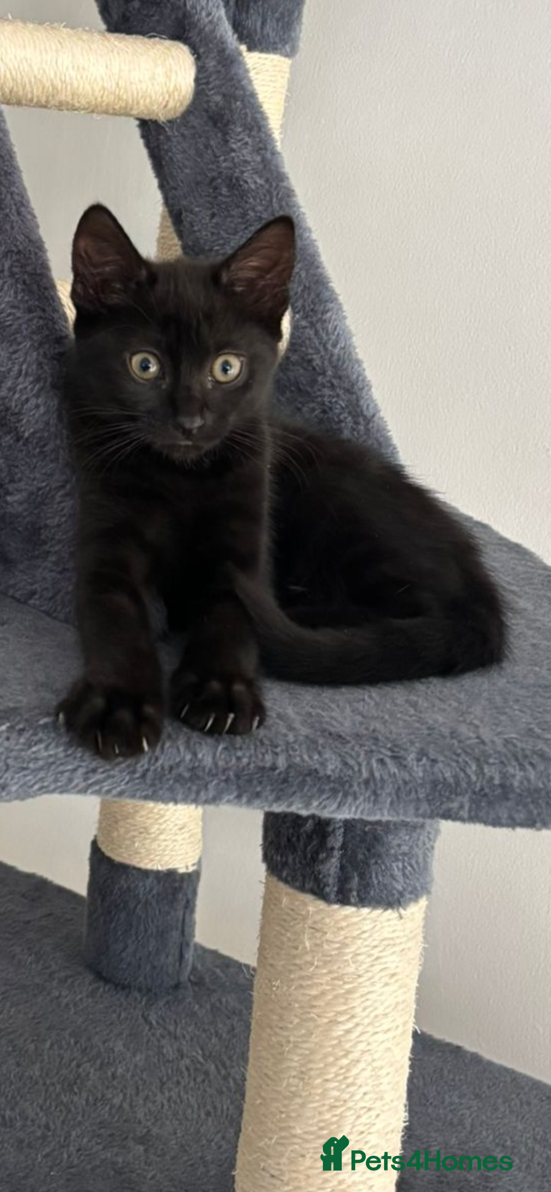 Bombay cats for sale: Last 2 remaining Kittens for sale  - Image 2