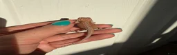 Bearded Dragon reptiles for sale: 🦎 beautiful G stripped dragons 🐉  - Advert 12