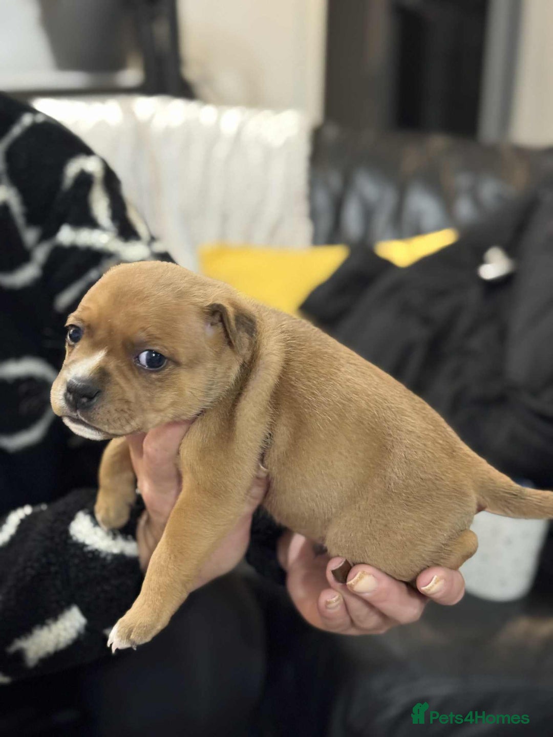 Staffordshire Bull Terrier dogs for sale: Kc registered Staffordshire bull terriers - Advert 2